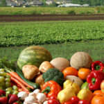 Umweltbelastungen von Früchten und Gemüse in der Schweiz