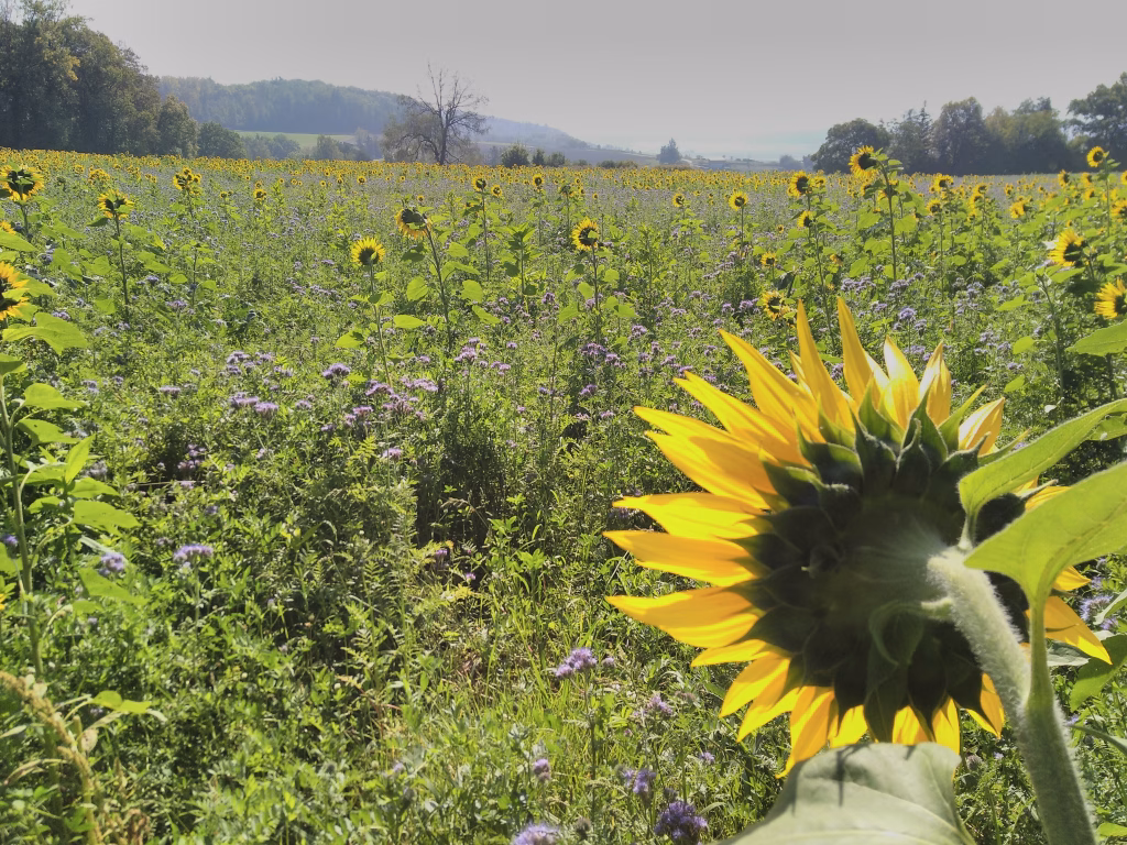 Sonnenblumen für Biodiesel