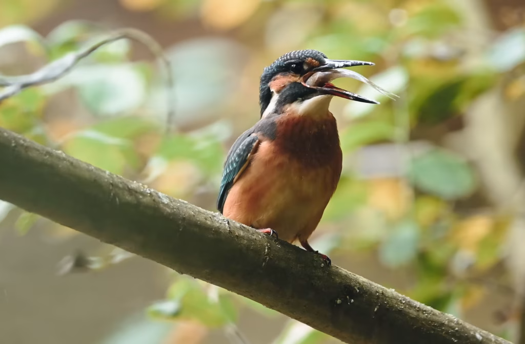 dietary recommendations